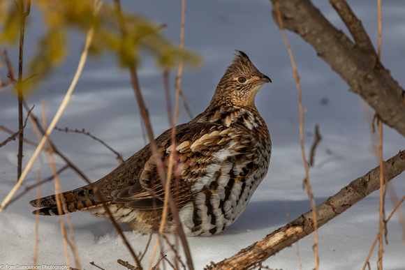 Grouse - Ruff - IMG135_5800