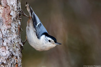 Nuthatch - White Breasted - IMG133_1676
