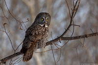 Owl - Great Gray - IMG135_6056