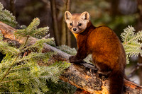 Marten - Pine - IMG134_9548