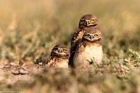 Owl - Burrowing - IMG134_2925