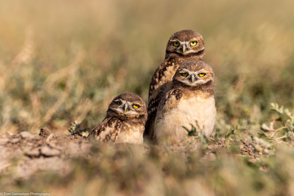 Owl - Burrowing - IMG134_2925