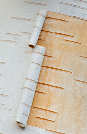Birch Bark