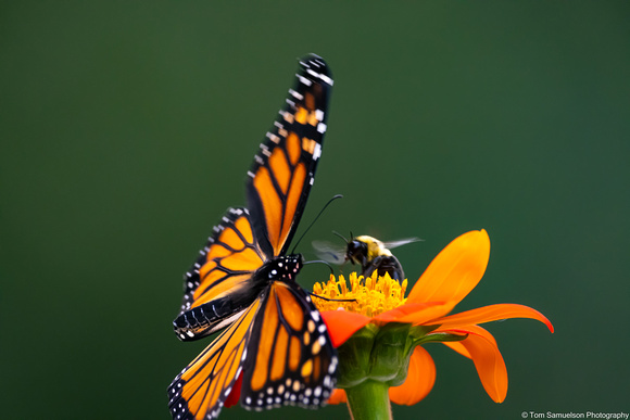 Butterfly - Monarch and Bee - IMG134_7001