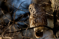 Owl - Barred - IMG133_2979