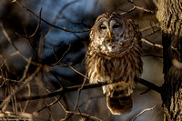 Owl - Barred - IMG133_3004