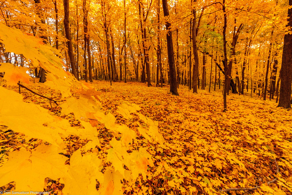 Fall- Deep Woods - IMG134_8993