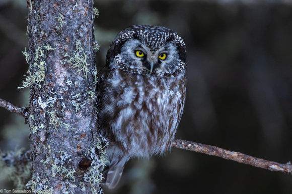 Owl - Boreal - IMG127_3025