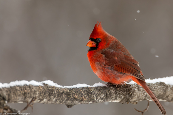 Cardinal - Male - IMG129_4680