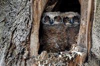 Owl - Great Horned - IMG131_0891
