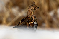 Grouse (Prairie Chickens, Sharp-Tailed, Sage, Spruce and Ruffed Grouse)