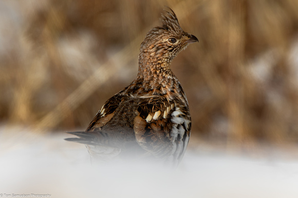 Grouse - Ruff - IMG135_5784