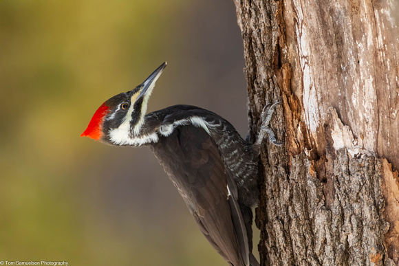 Woodpecker - Pileated Female - IMG129_4770