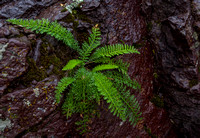 Gooseberry State Park - Ferns on Rock - 101_7971