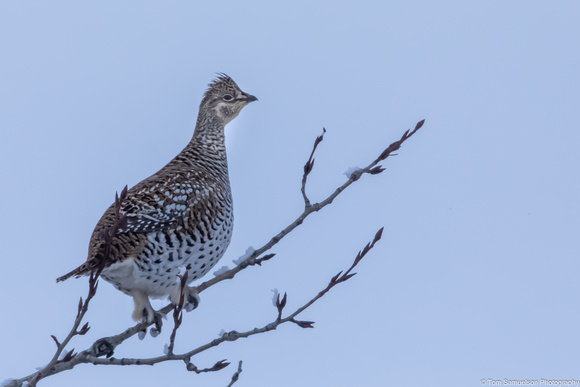 Grouse - Sharptail - IMG129_4574