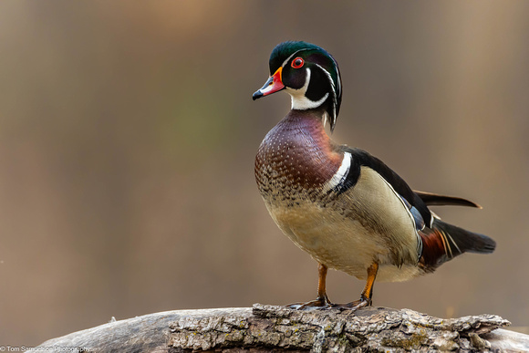 Duck - Wood - IMG135_2979