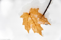 Winter - Maple Leaf - IMG132_2985