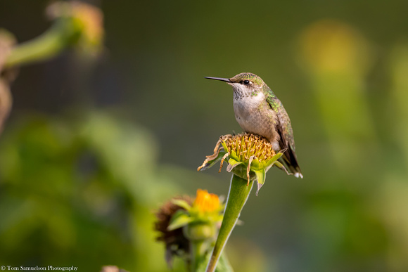 Hummingbird - Ruby Throated - IMG127_9285