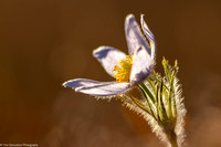 Buttercup - Pasque Flower - IMG133_4610