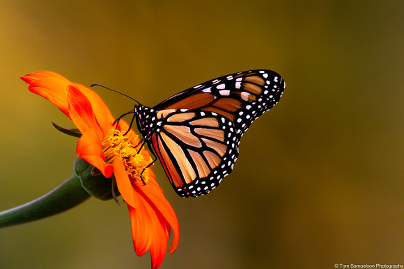 Butterfly - Monarch - IMG134_7873