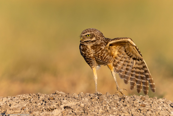 Owl - Burrowing - IMG134_3228