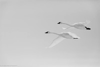 Swan - Trumpeter - IMG135_5487