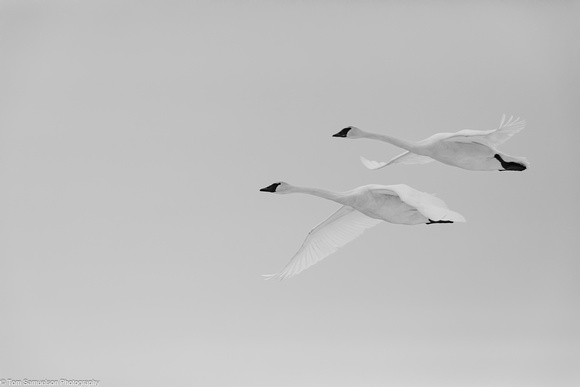 Swan - Trumpeter - IMG135_5487