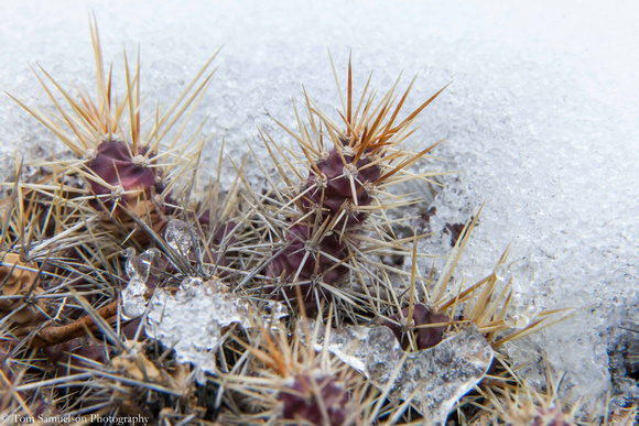 Cacti - Brittle - IMG103_2887