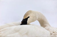 Swan - Trumpeter - IMG135_5719