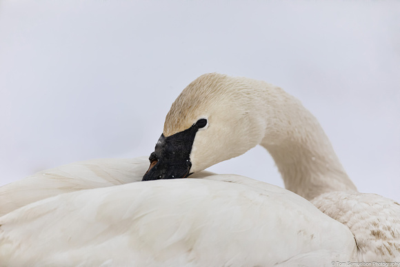 Swan - Trumpeter - IMG135_5719