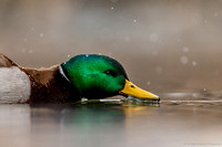 Duck - Mallard - IMG135_4523