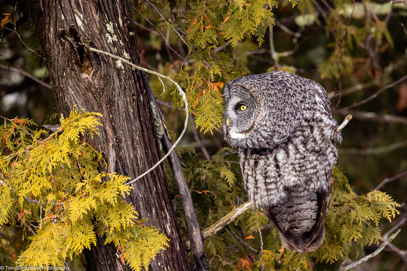 Owl - Great Gray - IMG134_9841