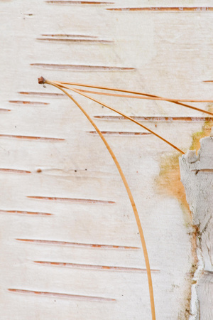 Birch Bark and Pine Needle