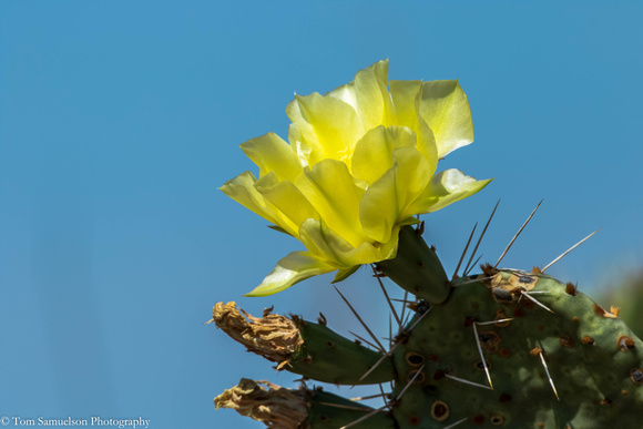 Cacti - Prickly Pear - IMG104__9999_32