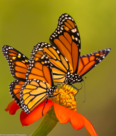 Butterfly - Monarch - IMG134_8352