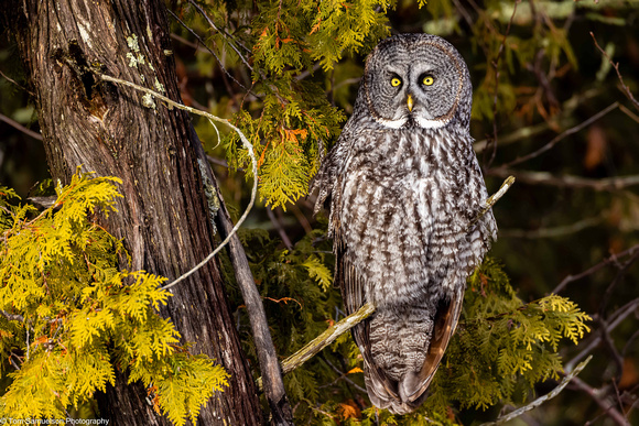 Owl - Great Gray - IMG134_9803