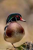 Duck - Wood - IMG135_3776