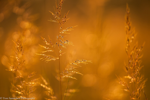 Grass - Big Bluestem -  IMG102_5087