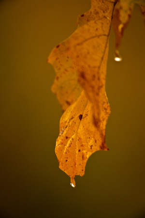 After The Rain
