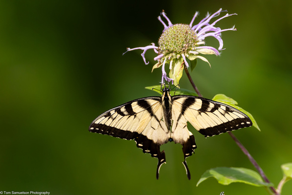 Butterfly - Eastern Tiger Swallowtail - IMG134_5025