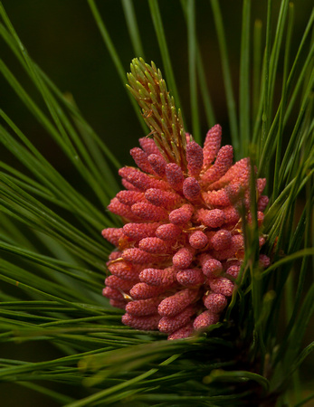 Norway Pine – Pollen – 101_7155