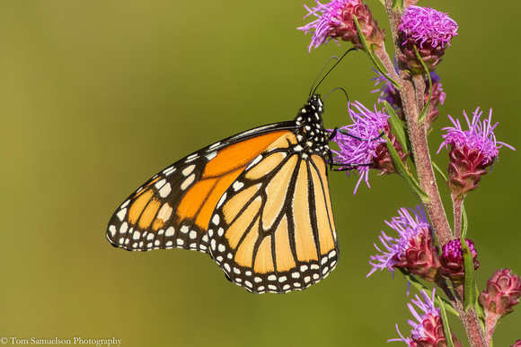Butterfly - Monarch - IMG109__7795