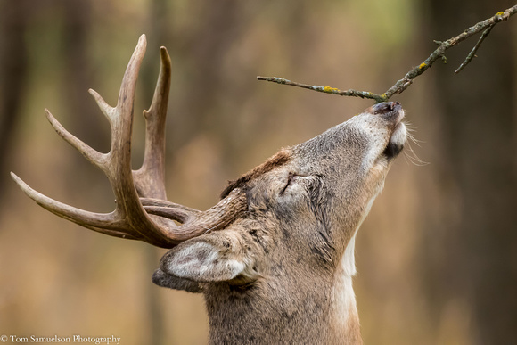 Deer - Whitetail Buck - IMG110_2213