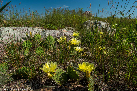 Cacti - Prickly Pear - IMG104__9923