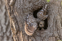 Owl - Barred - IMG133_9000