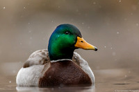Duck - Mallard - IMG135_4707