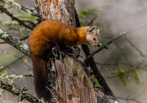 Marten - Pine - IMG135_0320