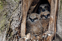 Owl - Great Horned - IMG131_1223