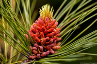 Pine - Norway - IMG135_5770