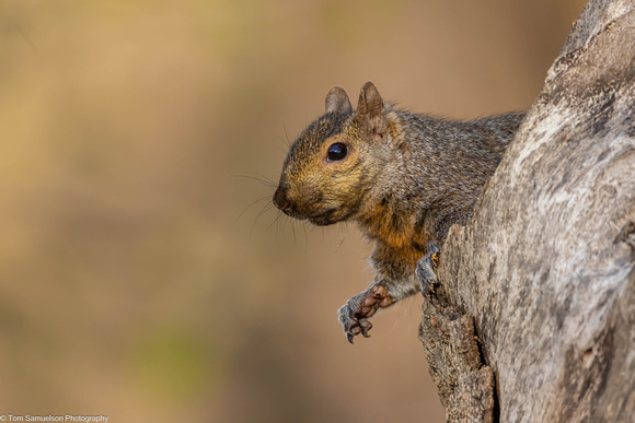 Squirrel - Gray - IMG135_5298